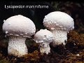 Lycoperdon mammiforme-amf1922-1